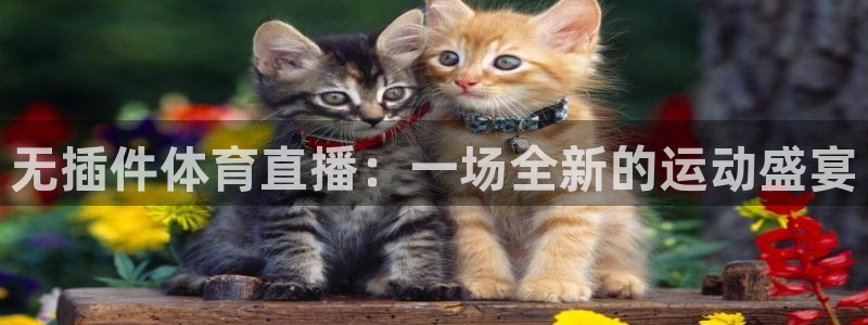 nba在线直播极速体育：无插件体育直播：一场全新的运动盛宴